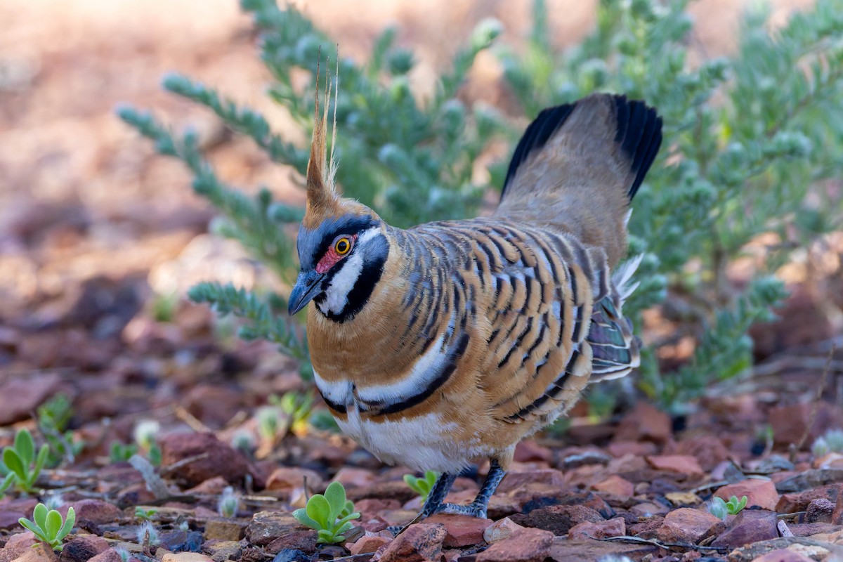 Spinifex Pigeon - ML637072767