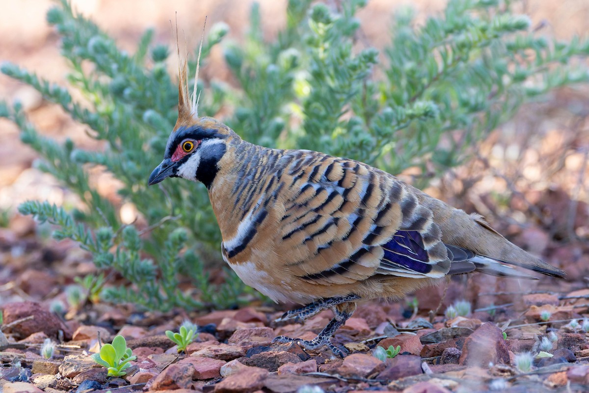 Spinifex Pigeon - ML637072768