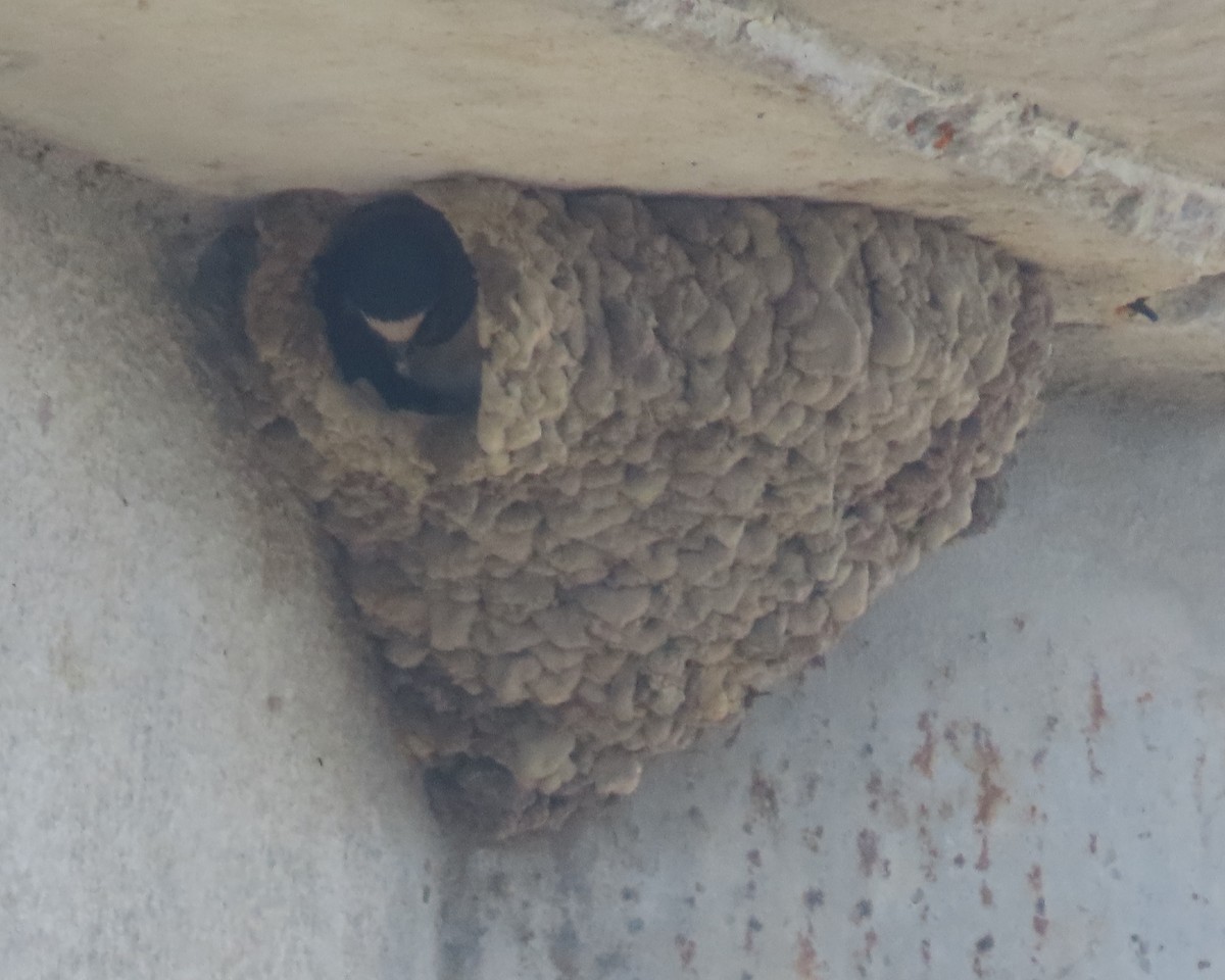 Cliff Swallow - ML637072780