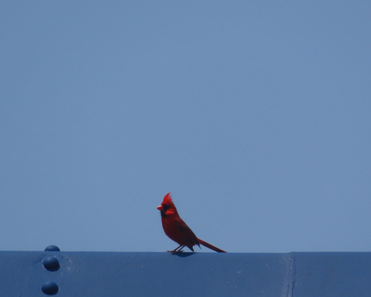Northern Cardinal - ML637072799