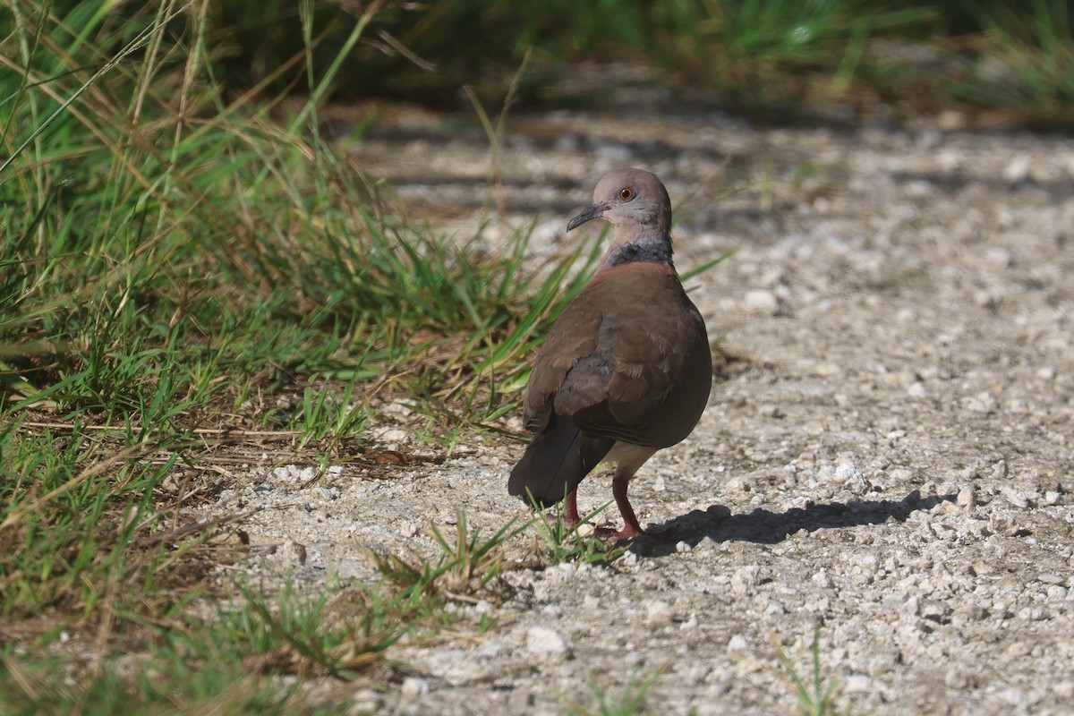 Philippine Collared-Dove - ML637072804