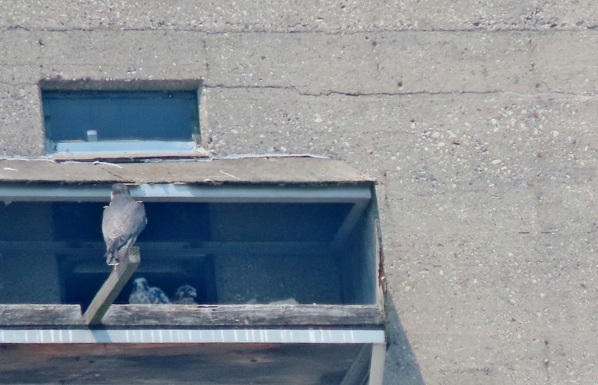 遊隼 - ML637072857