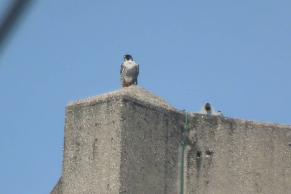 遊隼 - ML637072880