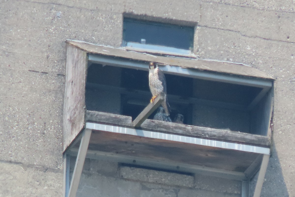 遊隼 - ML637072881