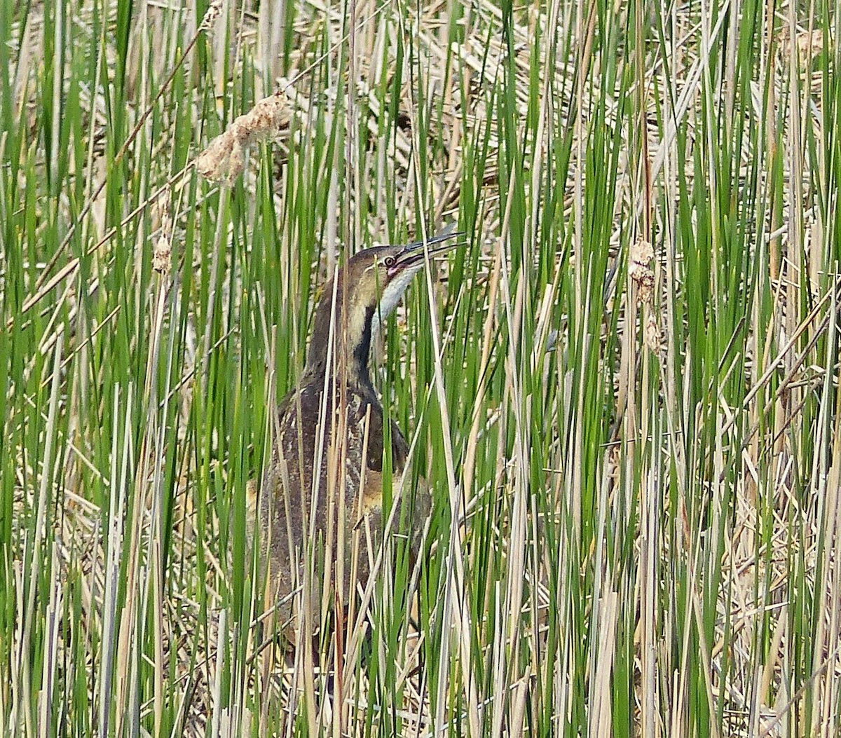 American Bittern - ML637072889