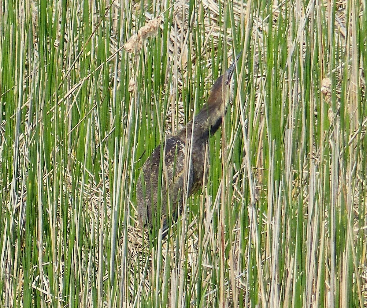 American Bittern - ML637072899