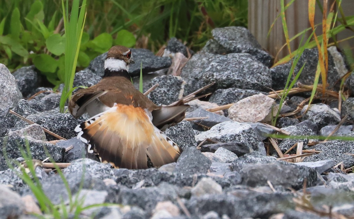 Killdeer - Rob Bielawski