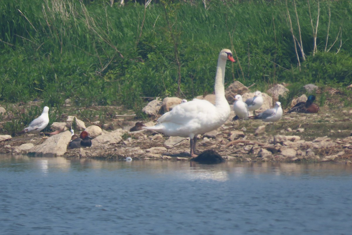 疣鼻天鵝 - ML637072999