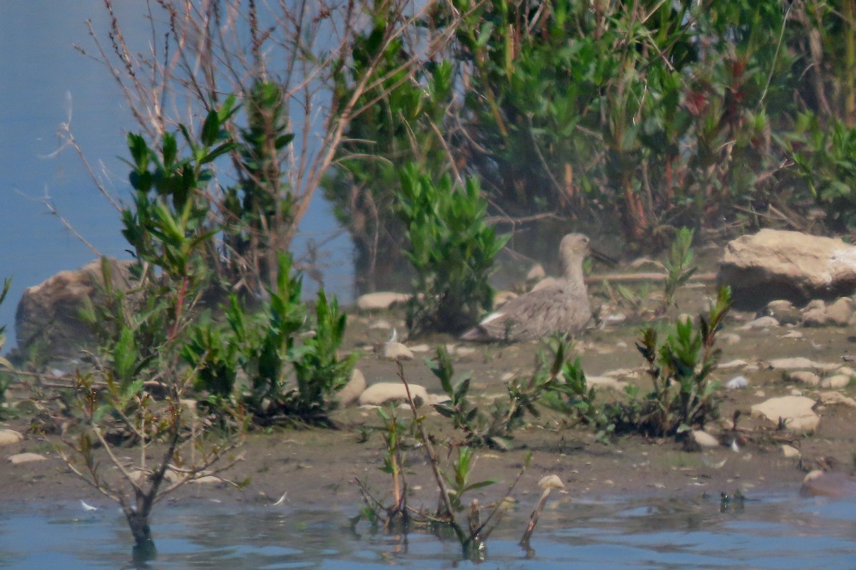 Willet - ML637073065