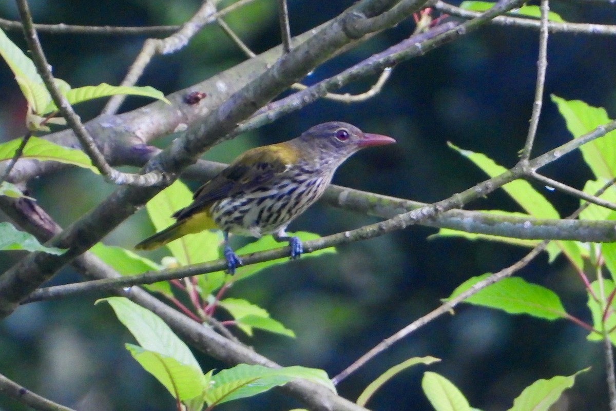 Bold-striped Tit-Babbler (Bold-striped) - ML637073087