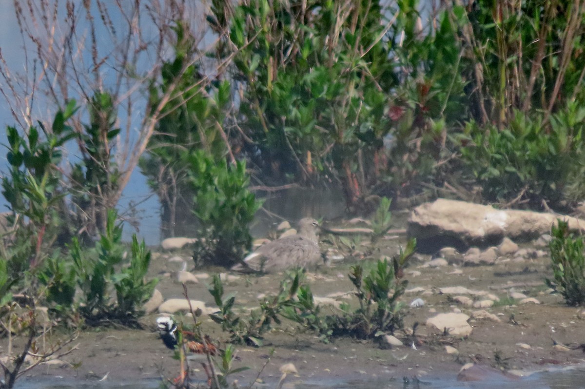 Willet - ML637073090