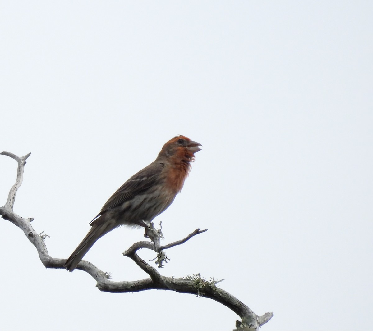 House Finch - ML637073107