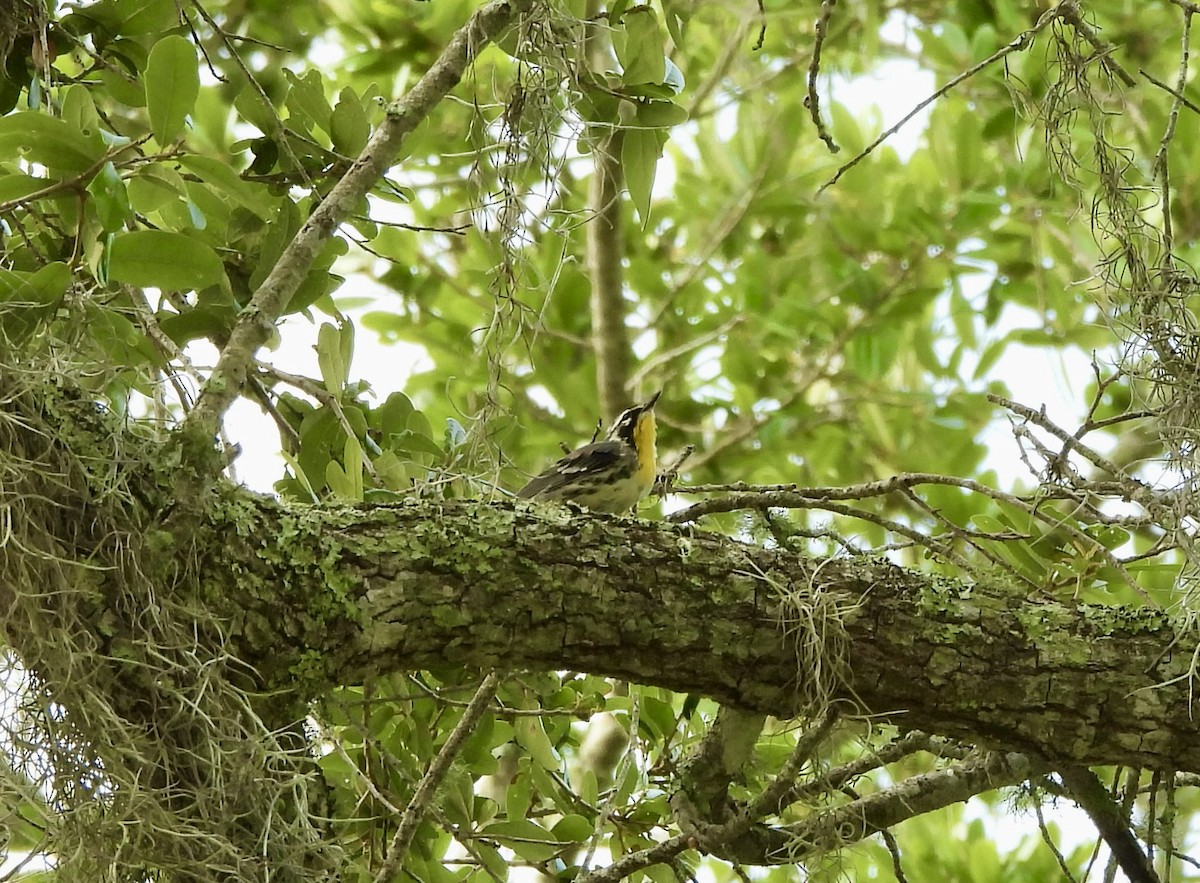 Yellow-throated Warbler - ML637073112
