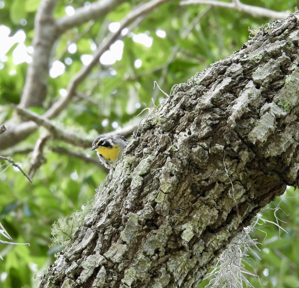 Yellow-throated Warbler - ML637073113