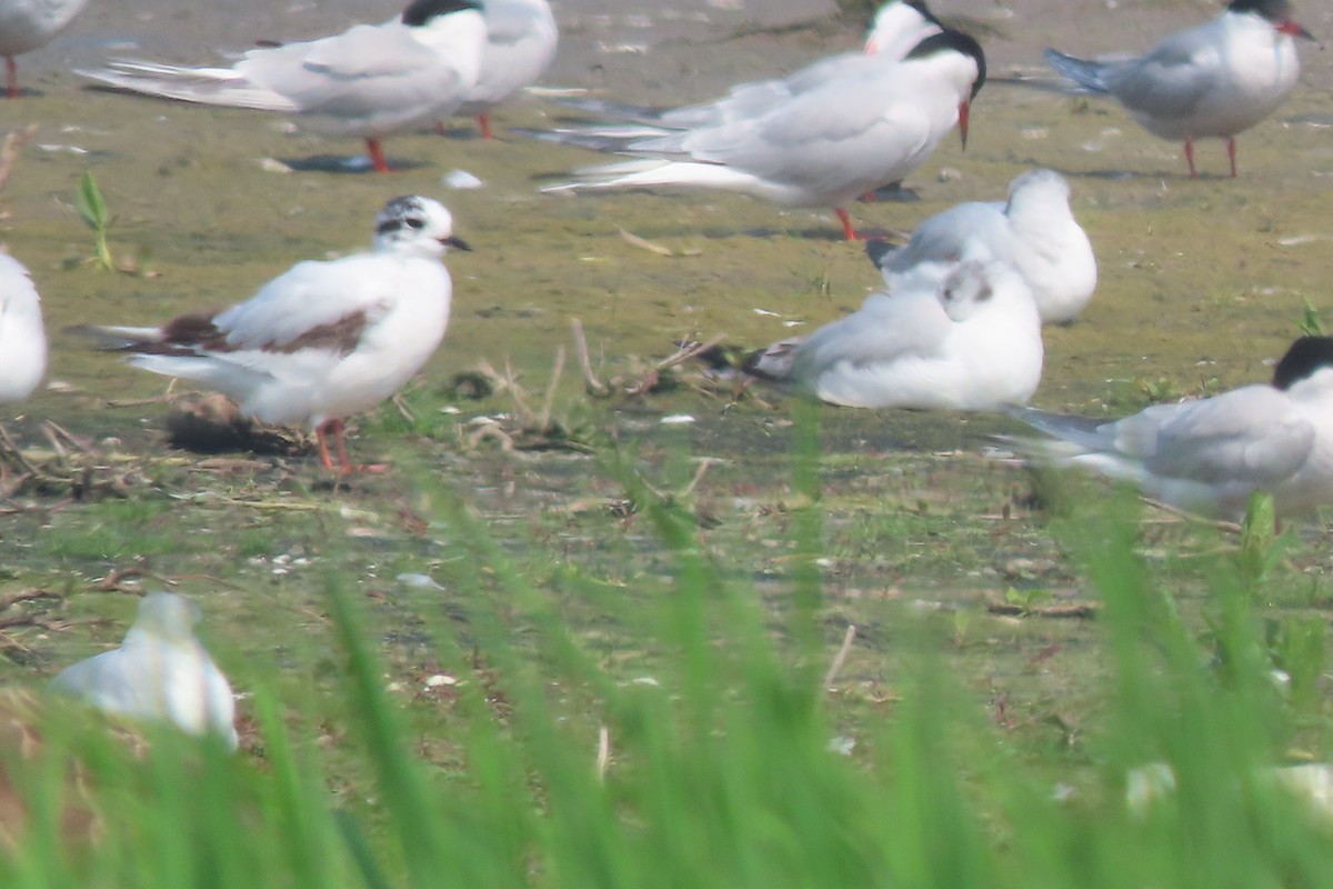 小鷗 - ML637073139