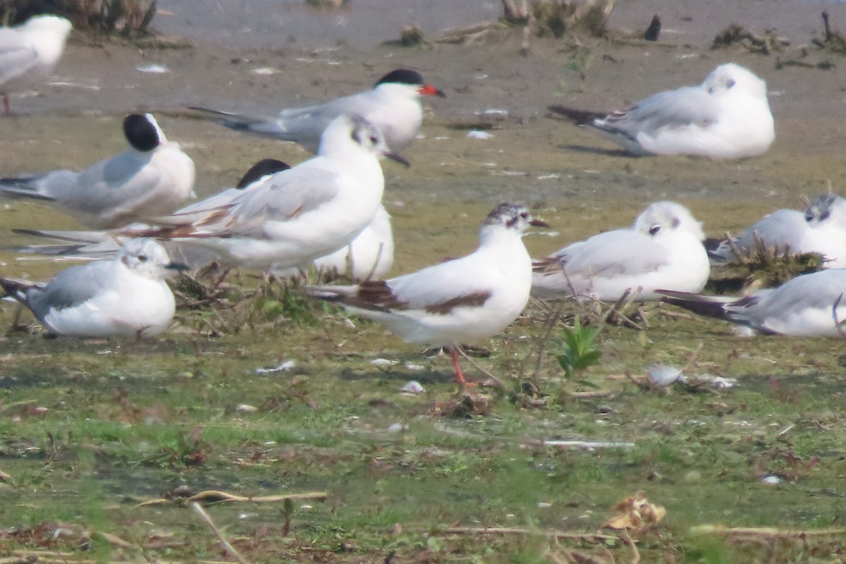 小鷗 - ML637073166