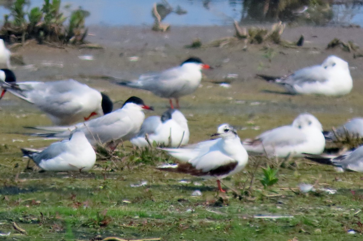 小鷗 - ML637073202