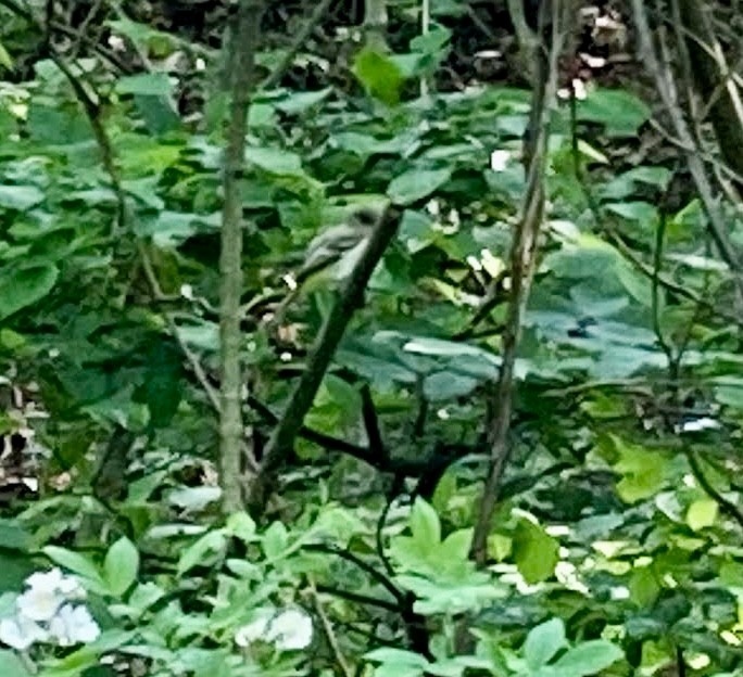 Acadian Flycatcher - ML637073204