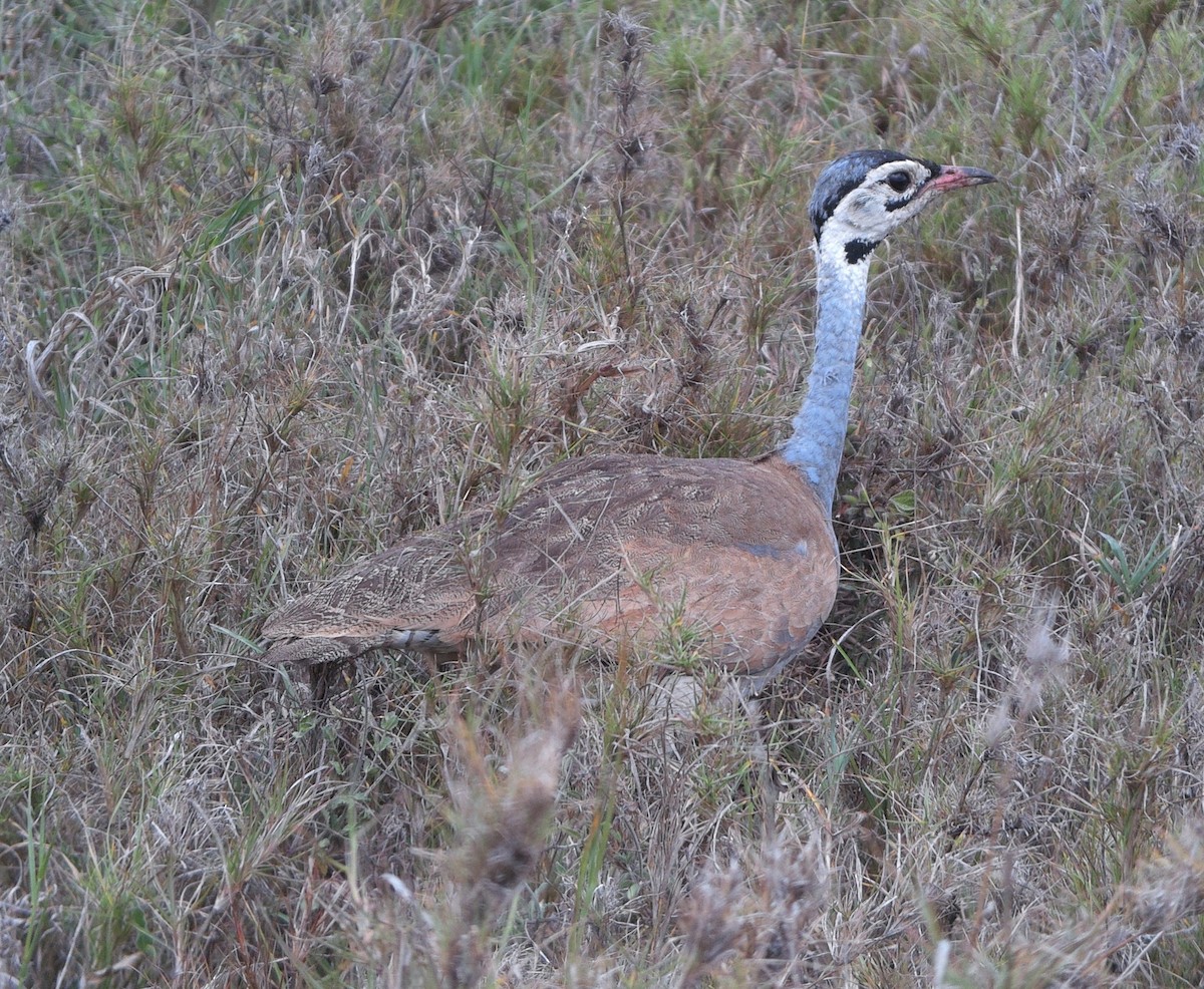White-bellied Bustard - ML637073347