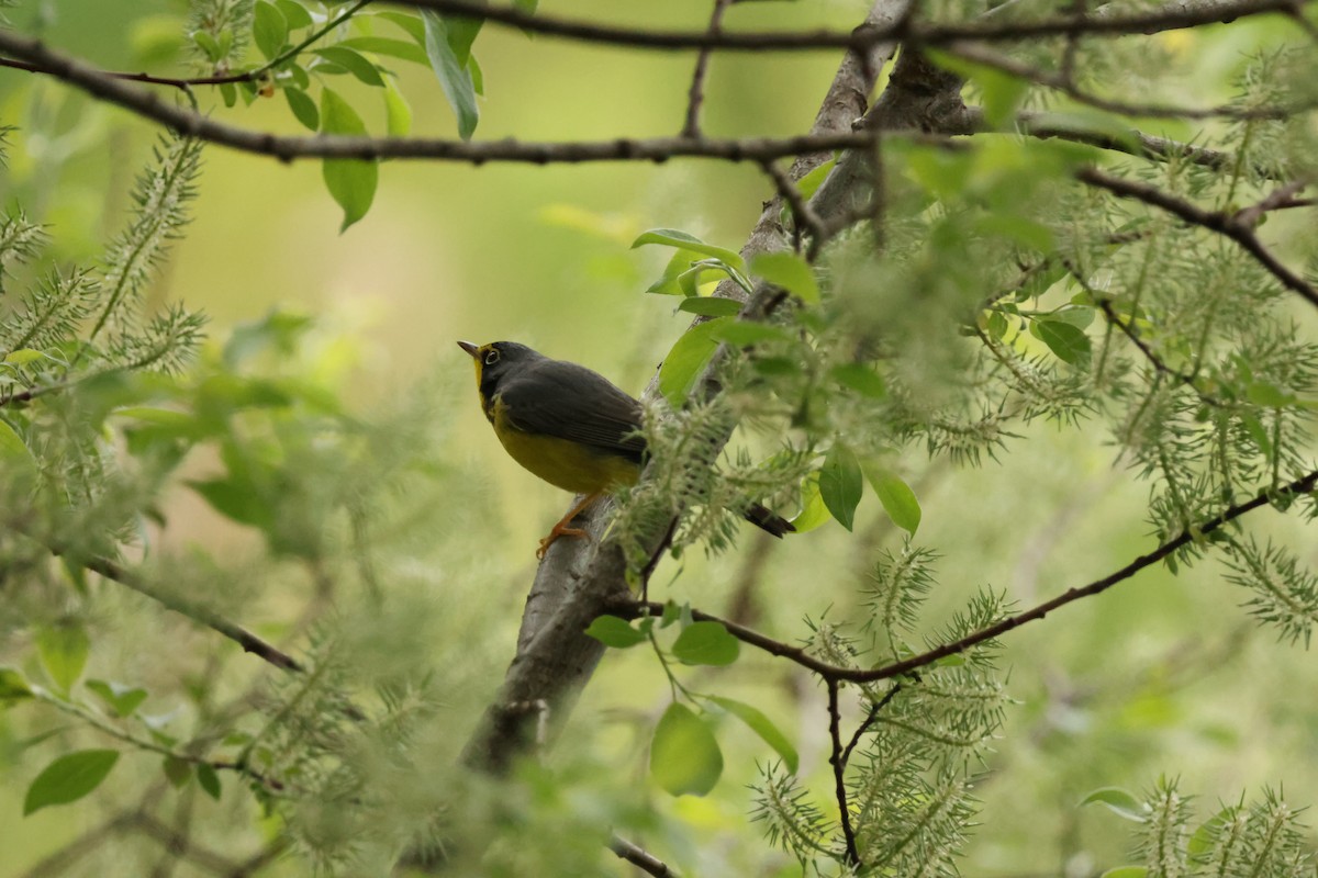 Canada Warbler - ML637073459
