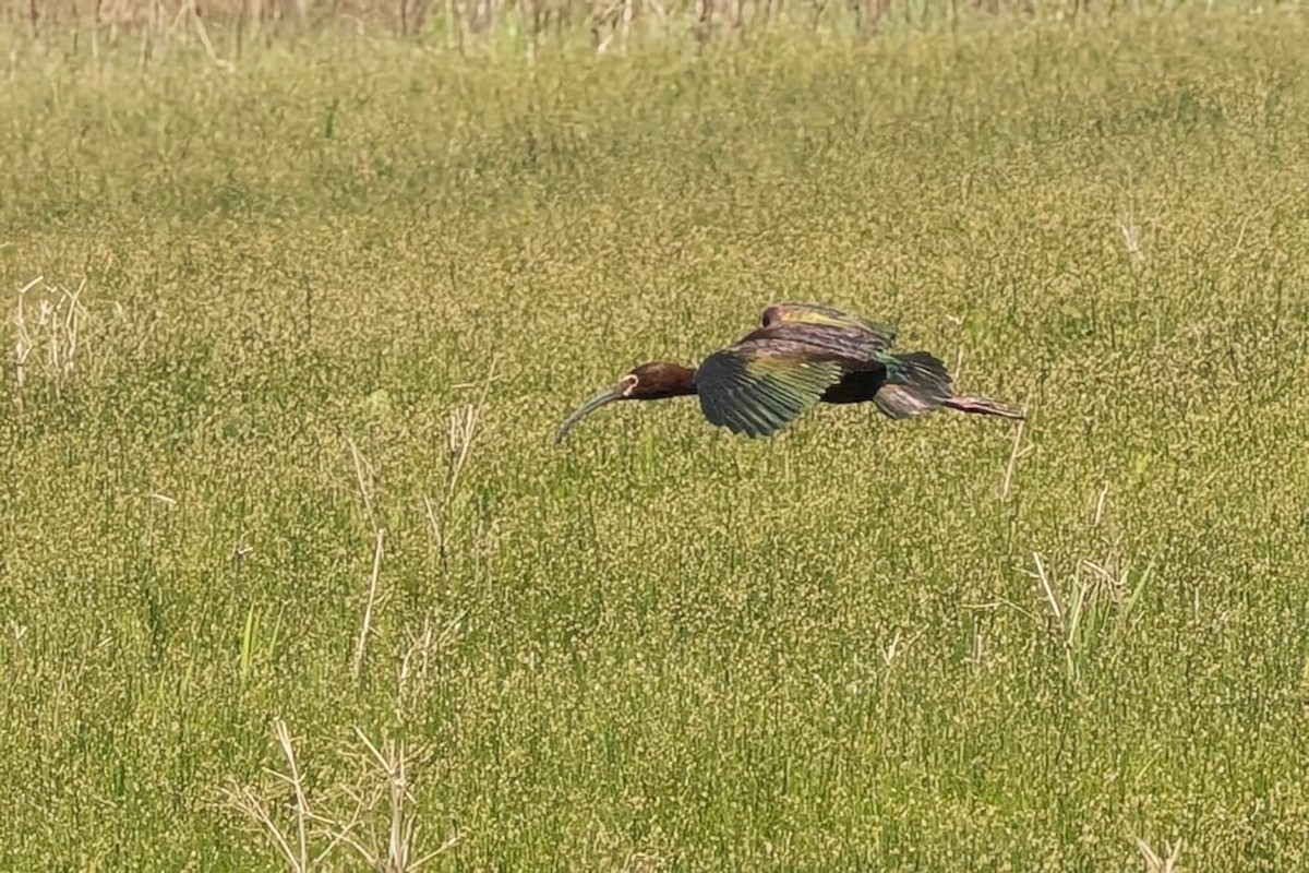 White-faced Ibis - ML637073481