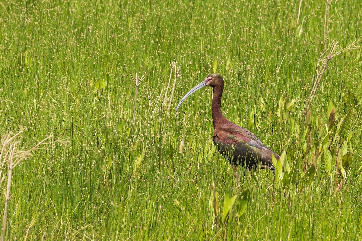 White-faced Ibis - ML637073482
