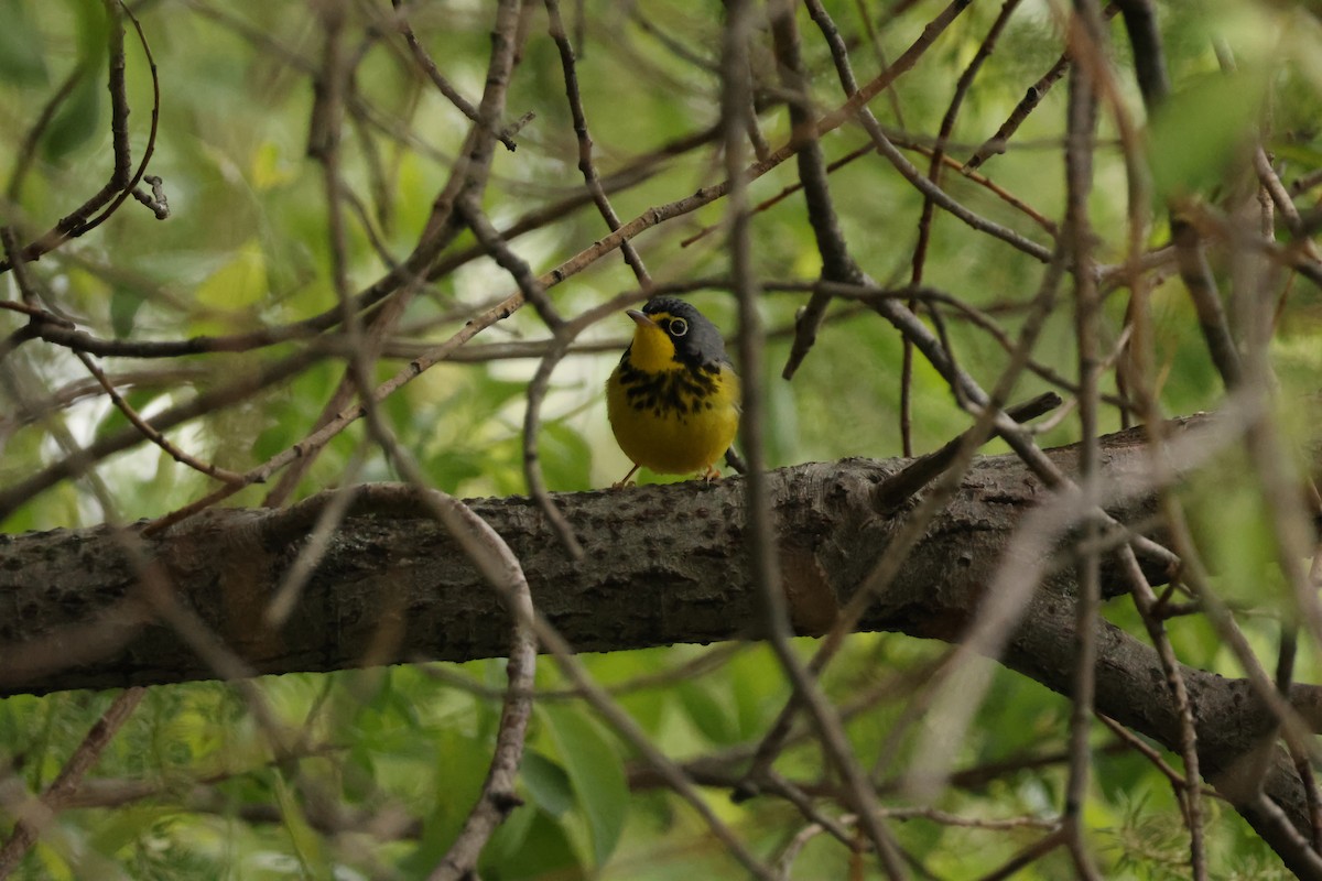 Canada Warbler - ML637073499