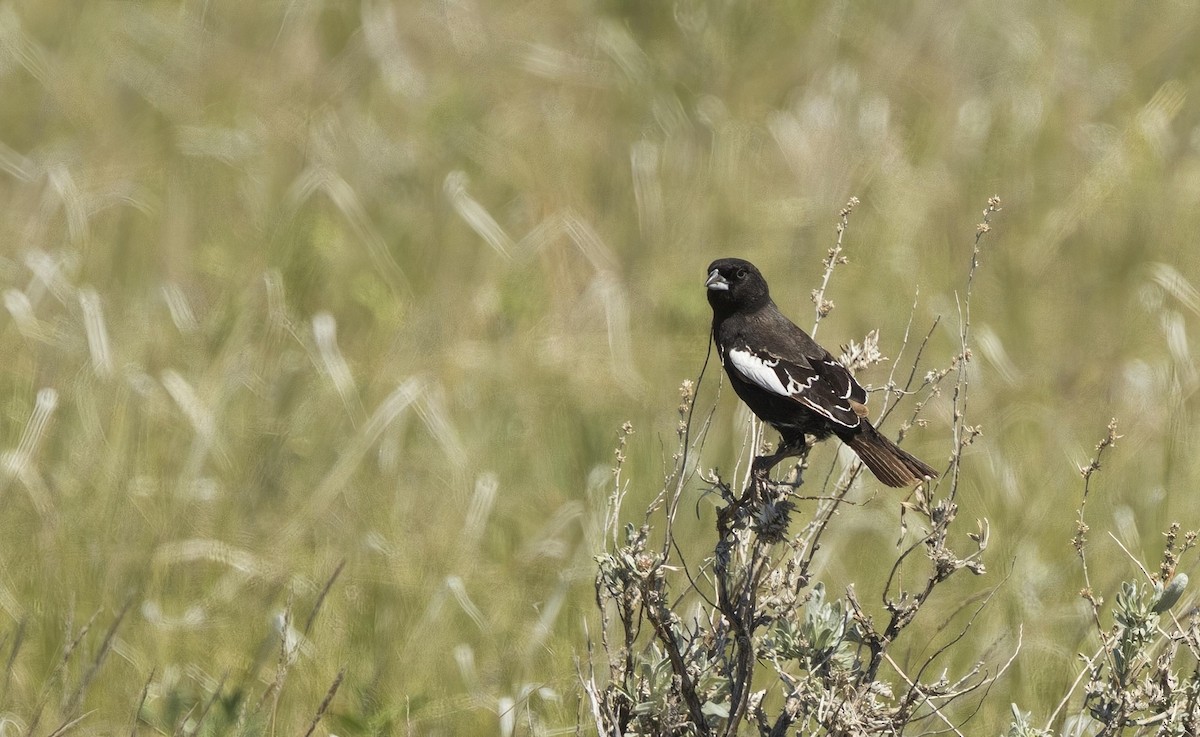 Lark Bunting - ML637073514