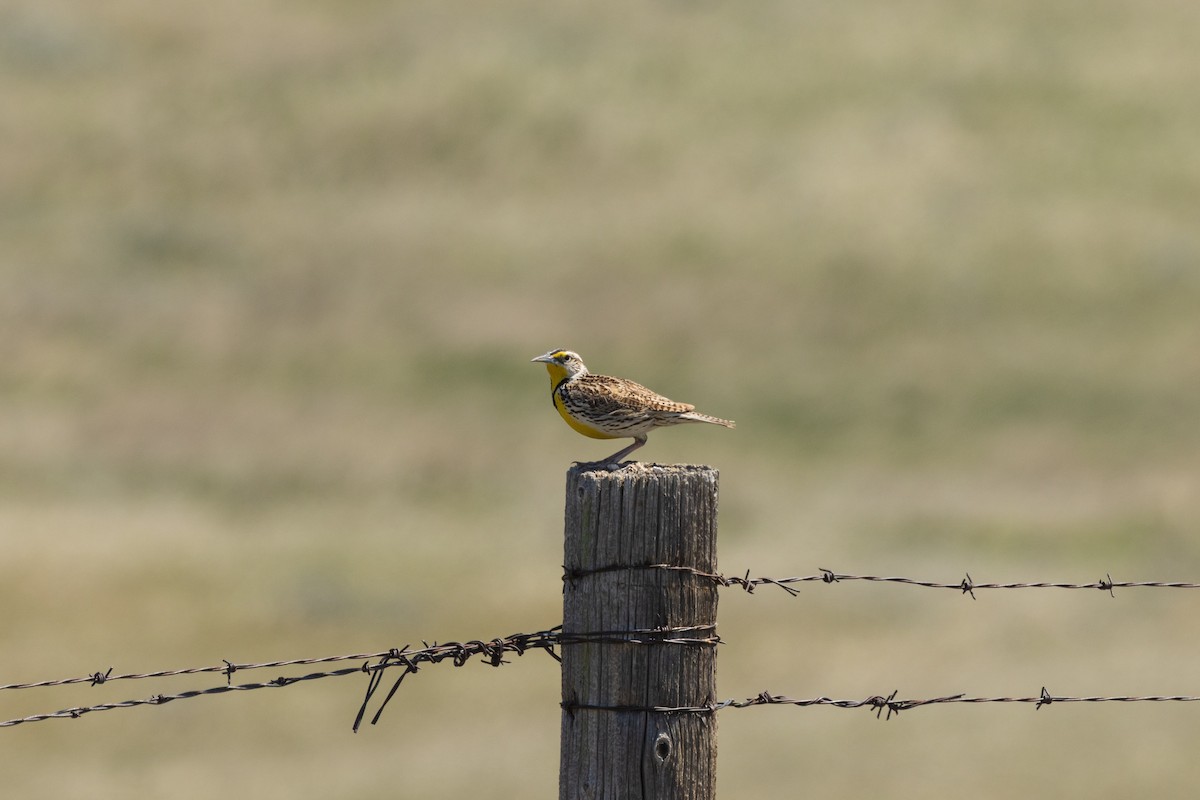 Western Meadowlark - ML637073535