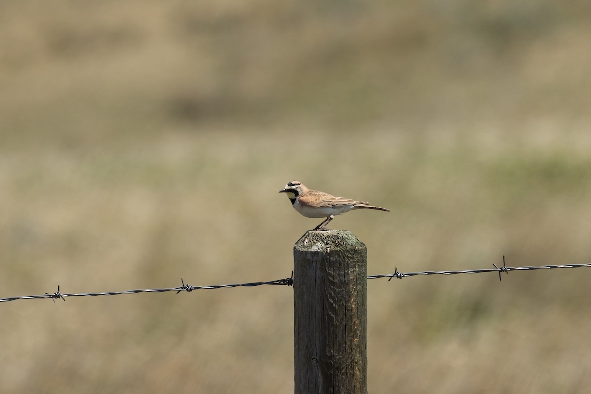 Horned Lark - ML637073545