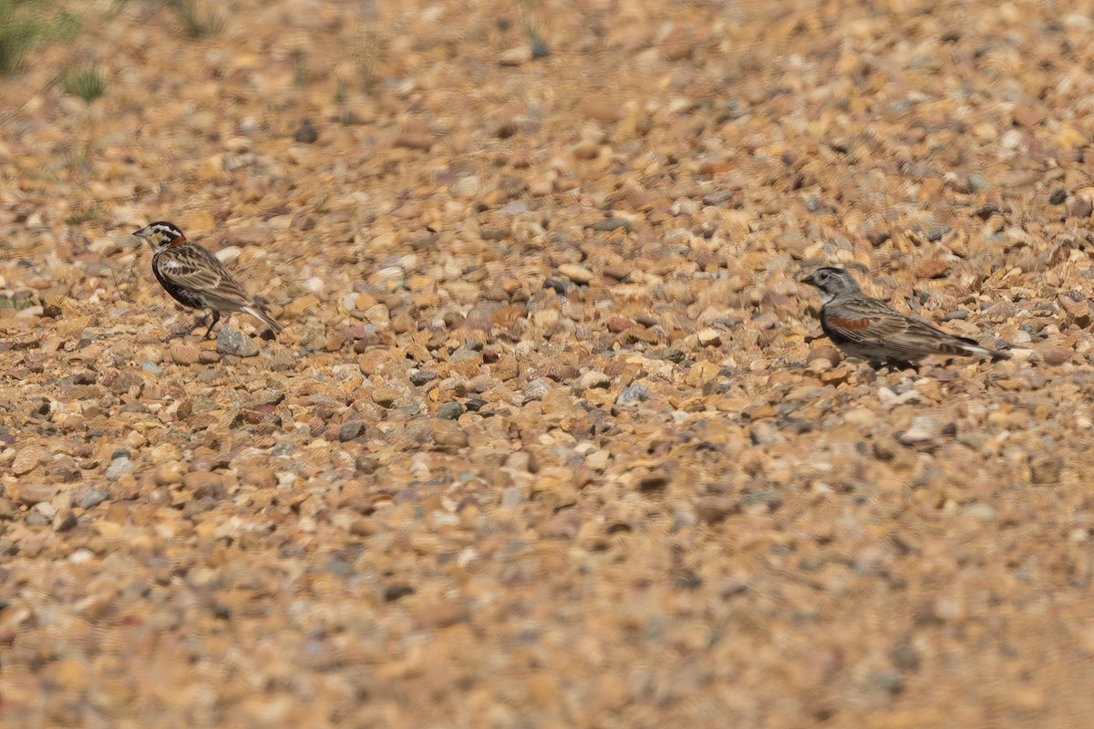 Chestnut-collared Longspur - ML637073587