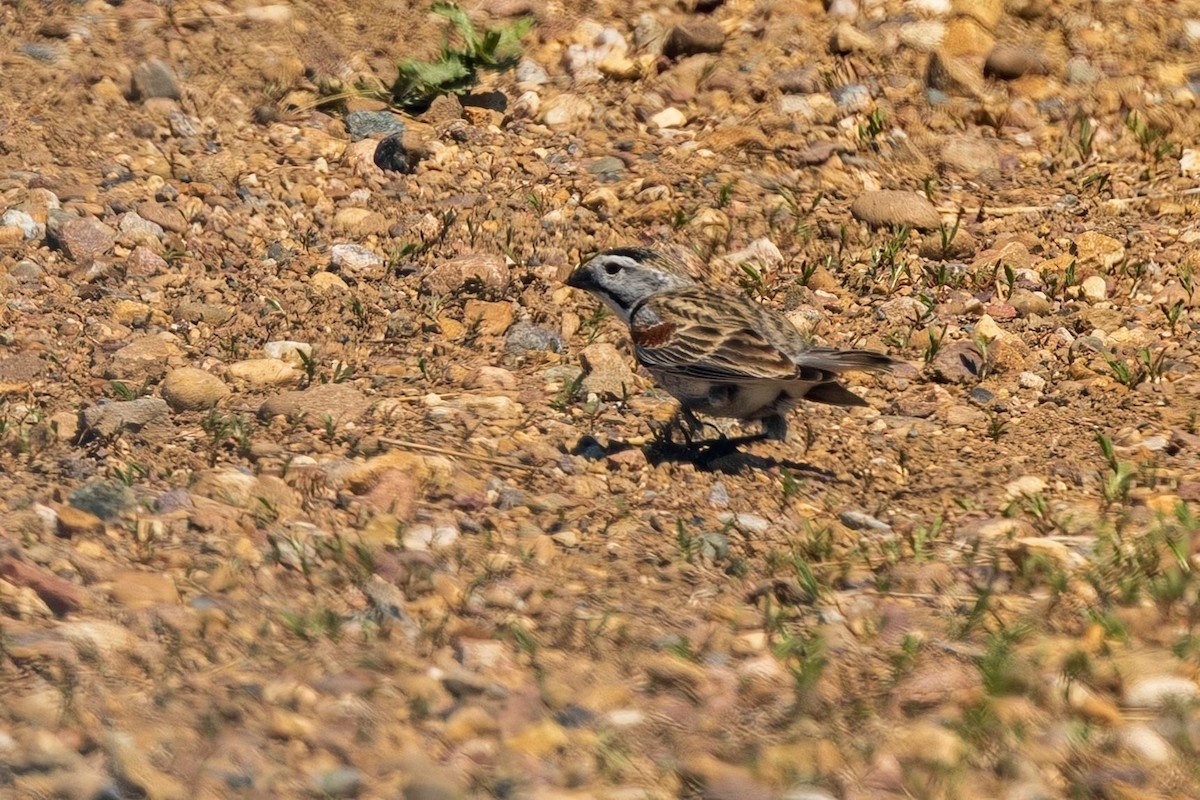 Thick-billed Longspur - ML637073594