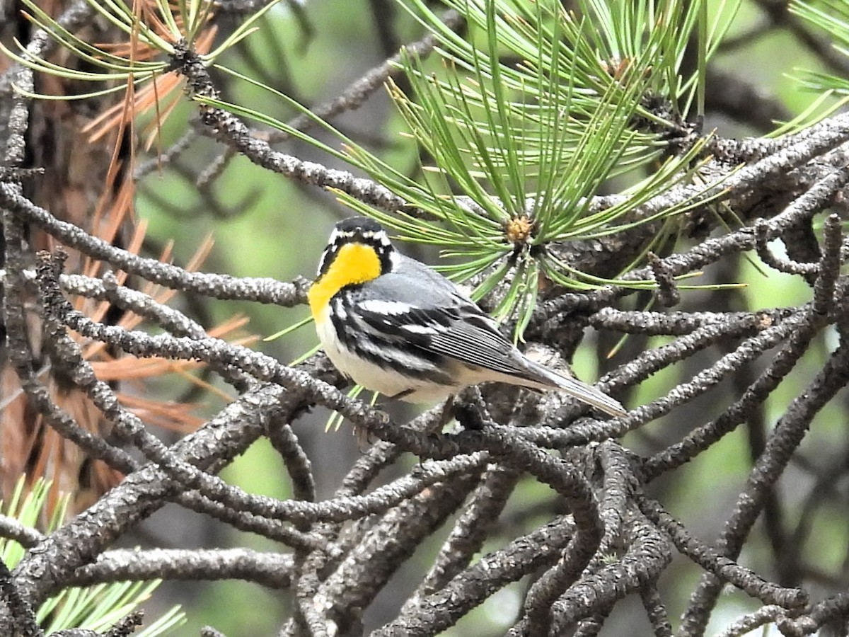 Yellow-throated Warbler - ML637073602
