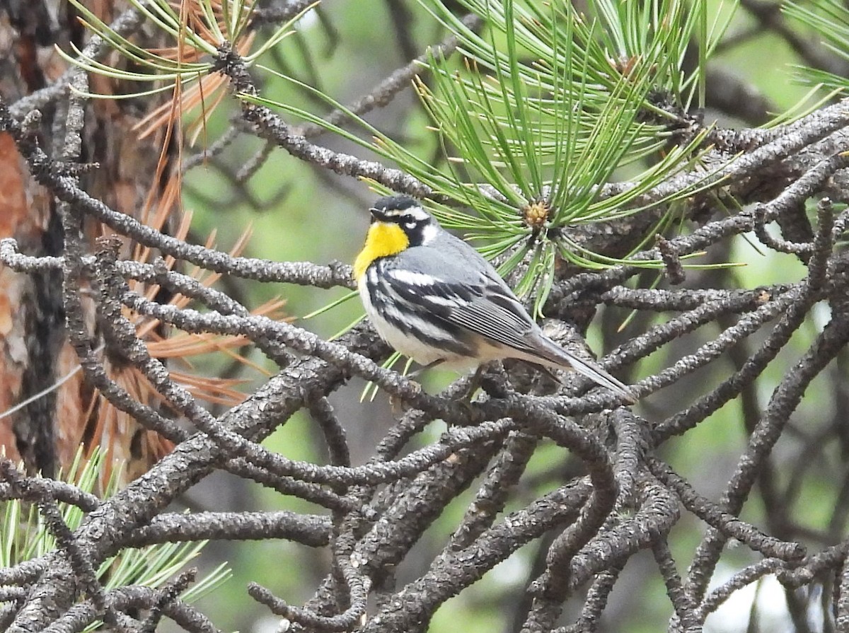 Yellow-throated Warbler - ML637073603