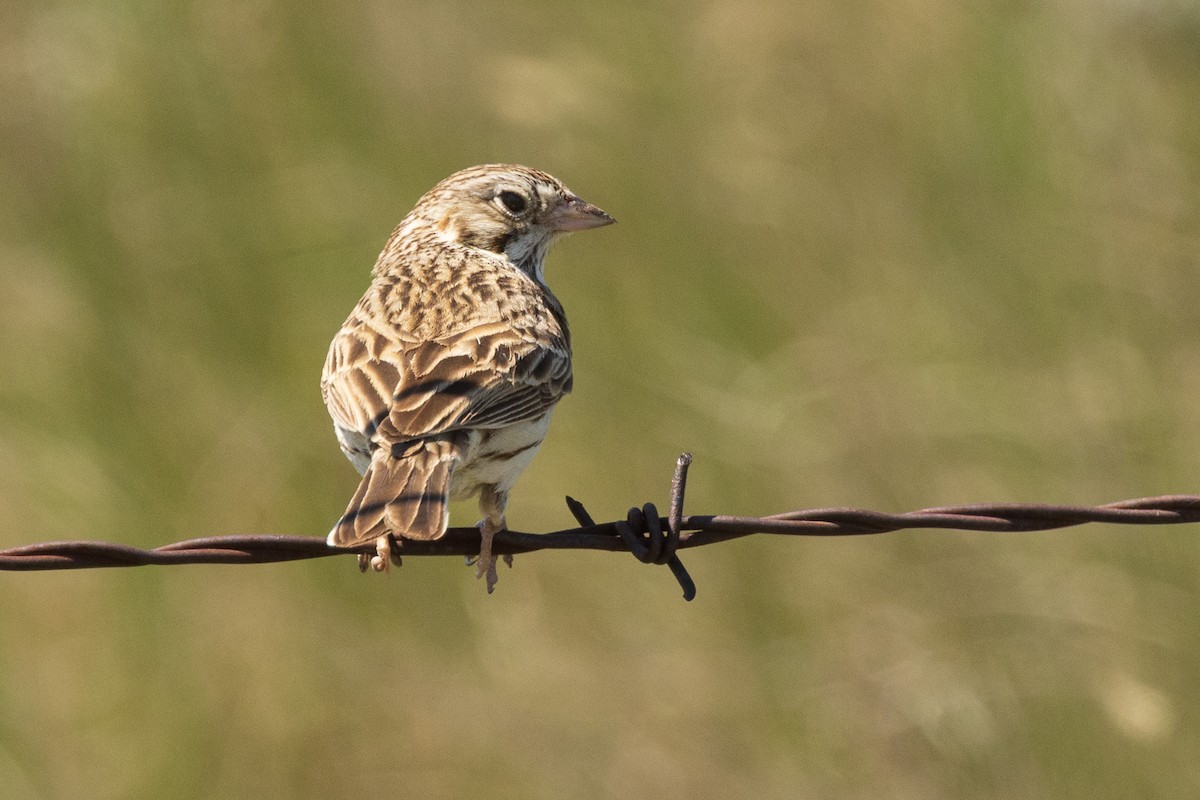 Vesper Sparrow - ML637073616