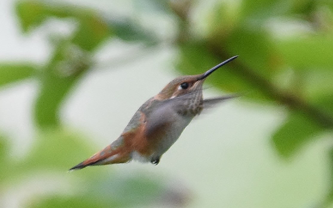 Rufous Hummingbird - ML637073694