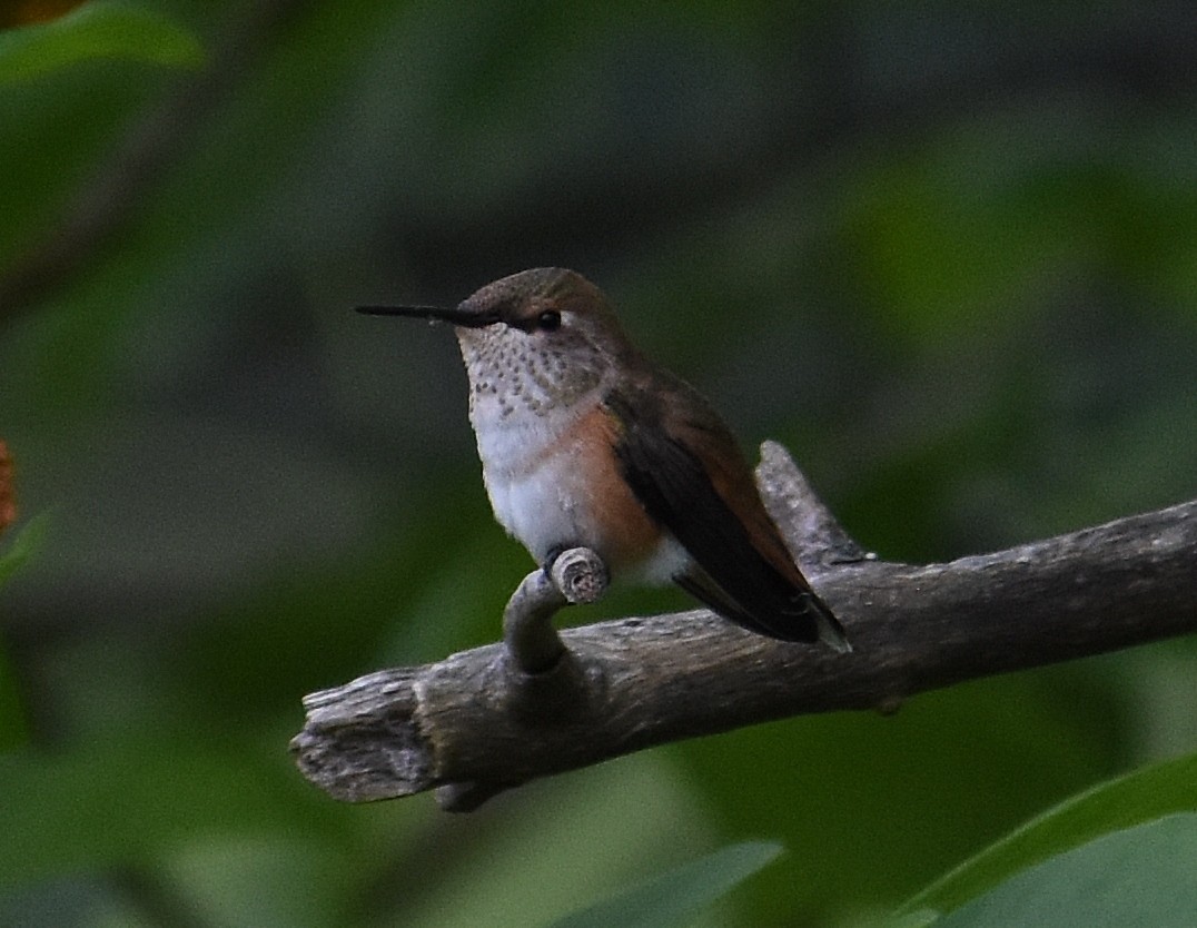 Rufous Hummingbird - ML637073695