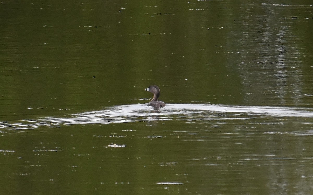 Pied-billed Grebe - ML637073708
