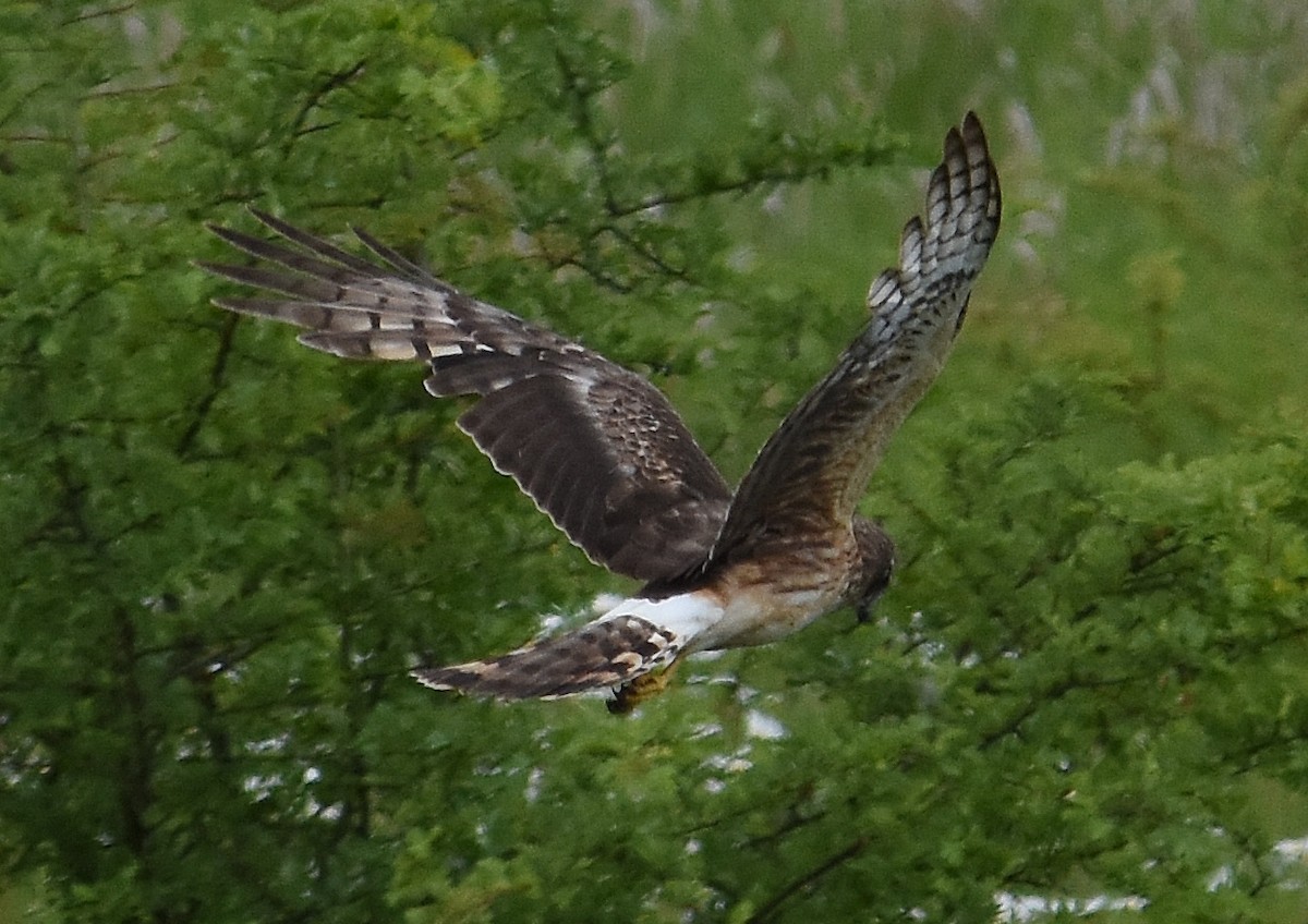 Northern Harrier - ML637073719