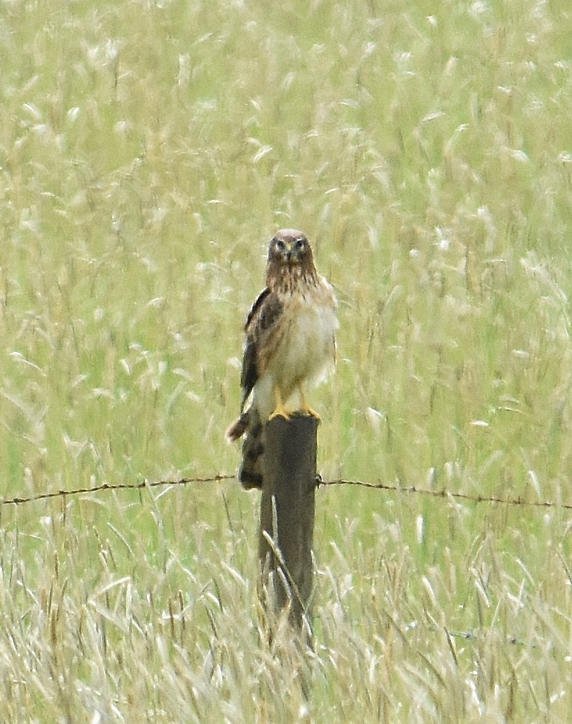 Northern Harrier - ML637073720