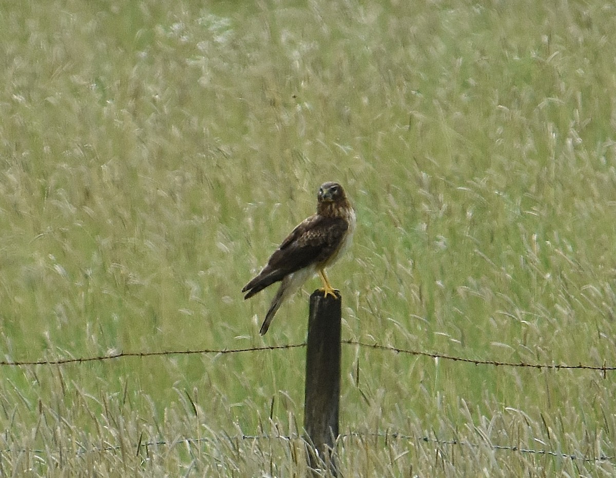 Northern Harrier - ML637073721