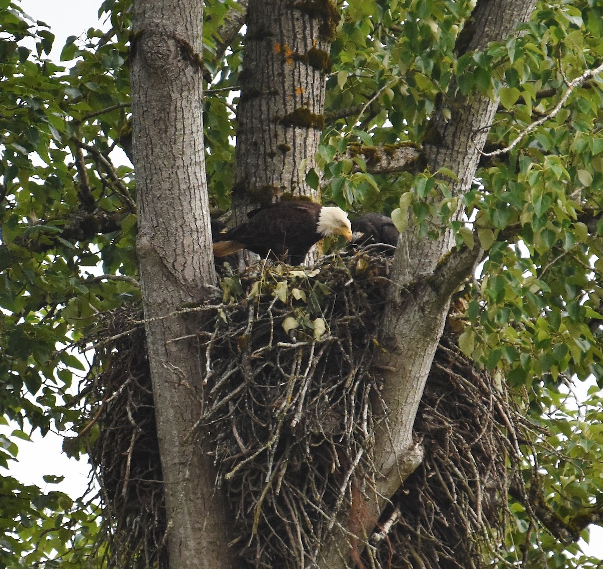 Bald Eagle - ML637073726