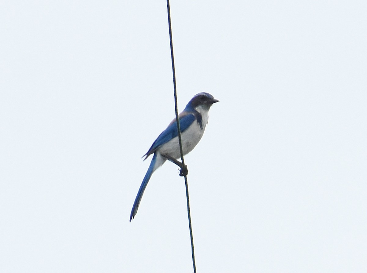 California Scrub-Jay - ML637073735