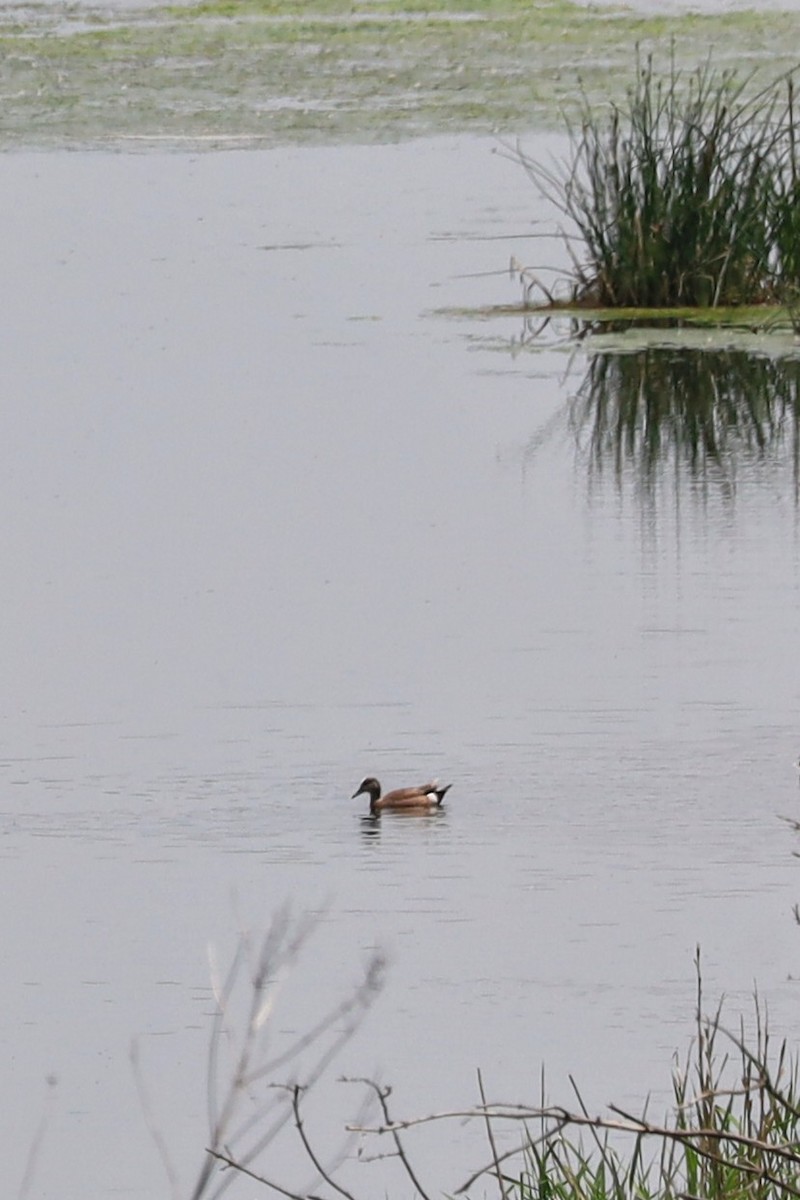 American Wigeon - ML637073739