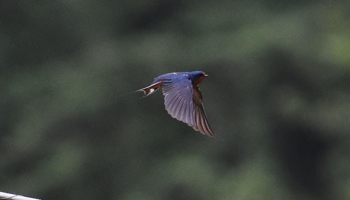 Barn Swallow - ML637073747