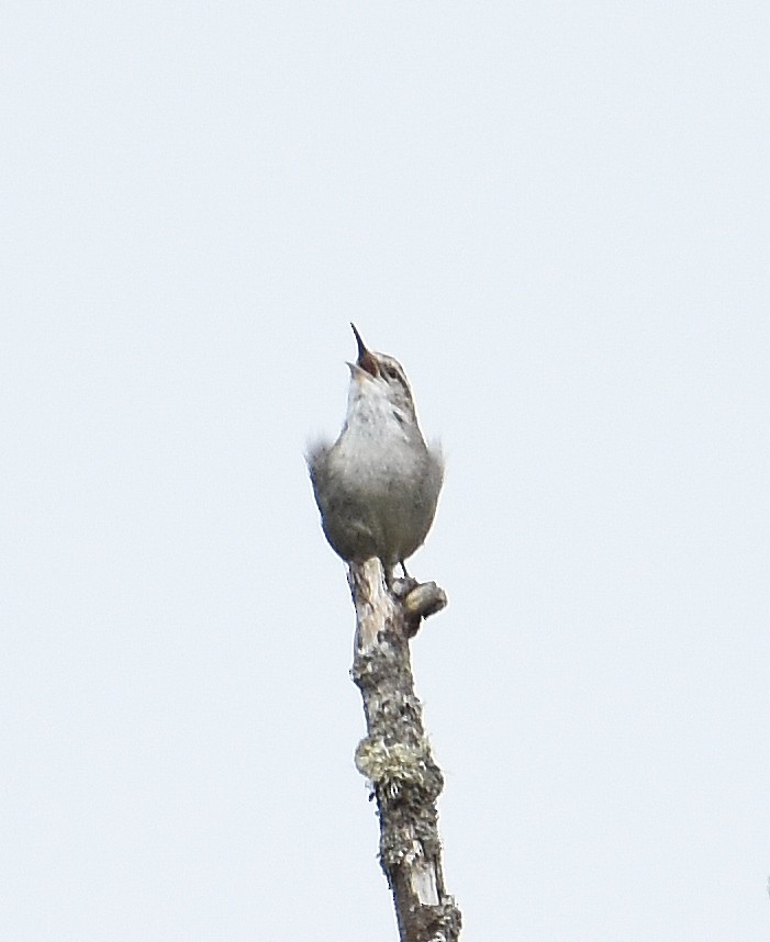 Bewick's Wren - ML637073756