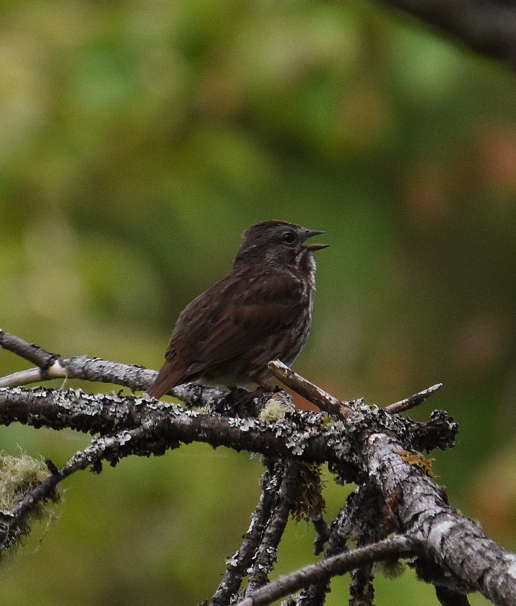 Song Sparrow - ML637073781