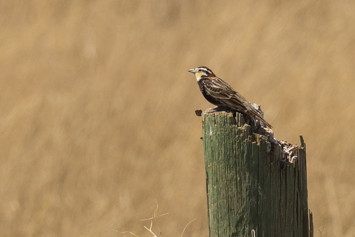Chestnut-collared Longspur - ML637073793
