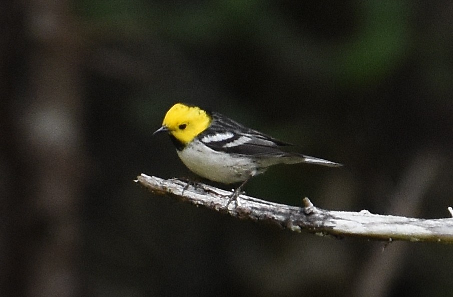 Hermit Warbler - ML637073877