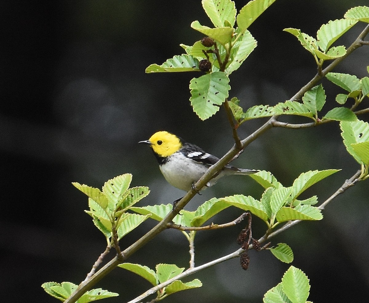 Hermit Warbler - ML637073878